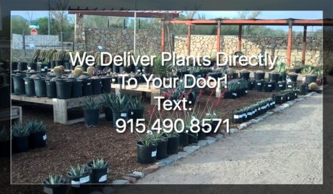 Nursery | High Desert Native Plants