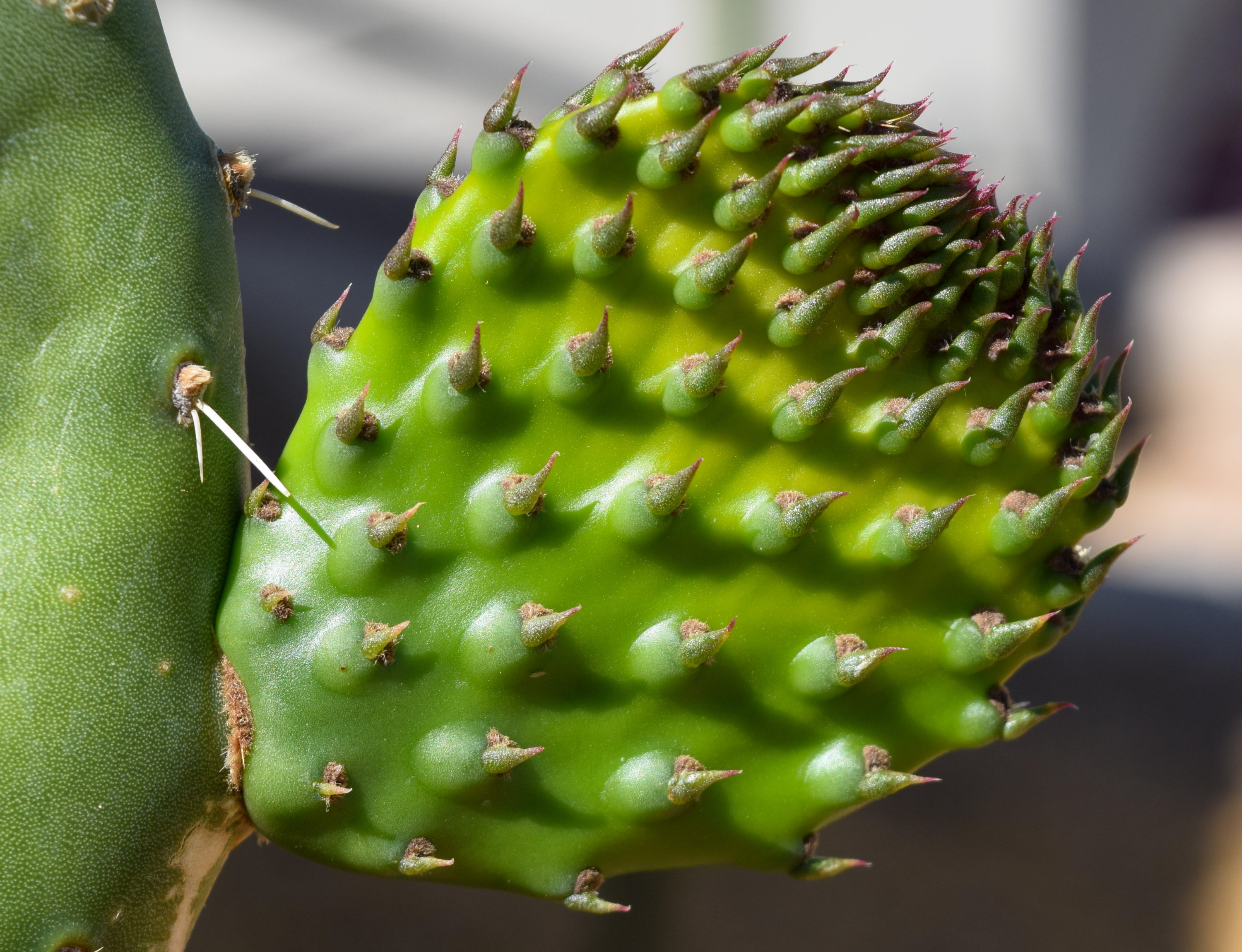 Chihuahuan Desert Specialties High Desert Native Plants