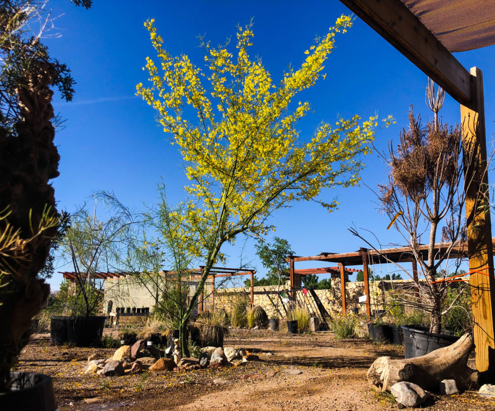 Nursery High Desert Native Plants