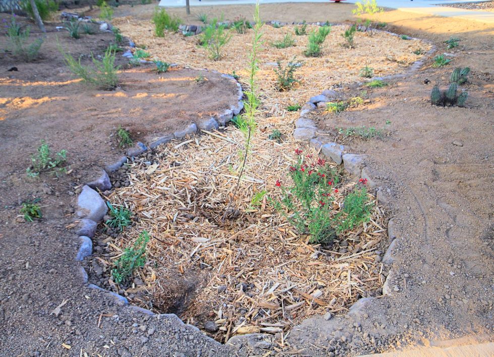Landscaping High Desert Native Plants