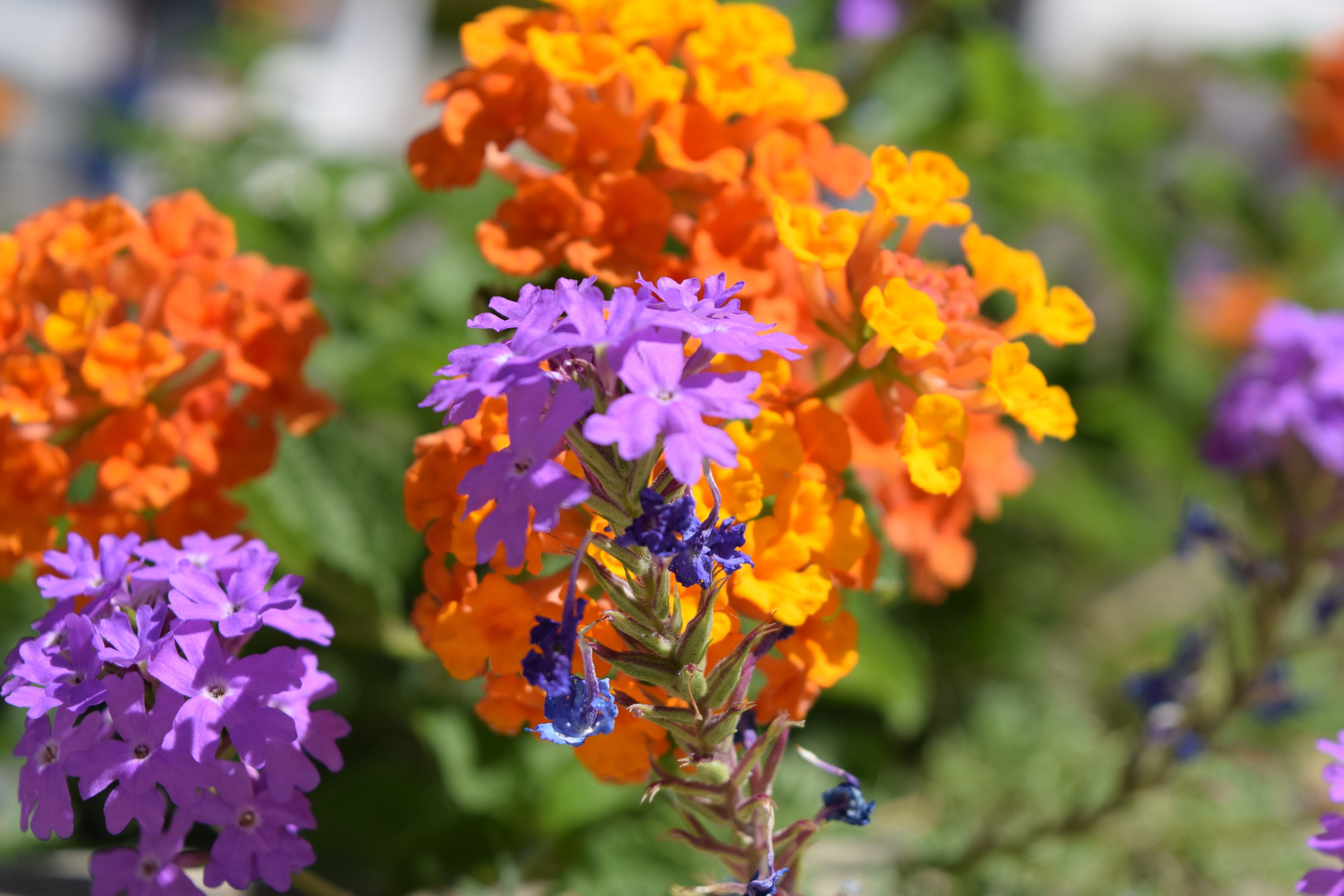 DSC_0124 High Desert Native Plants